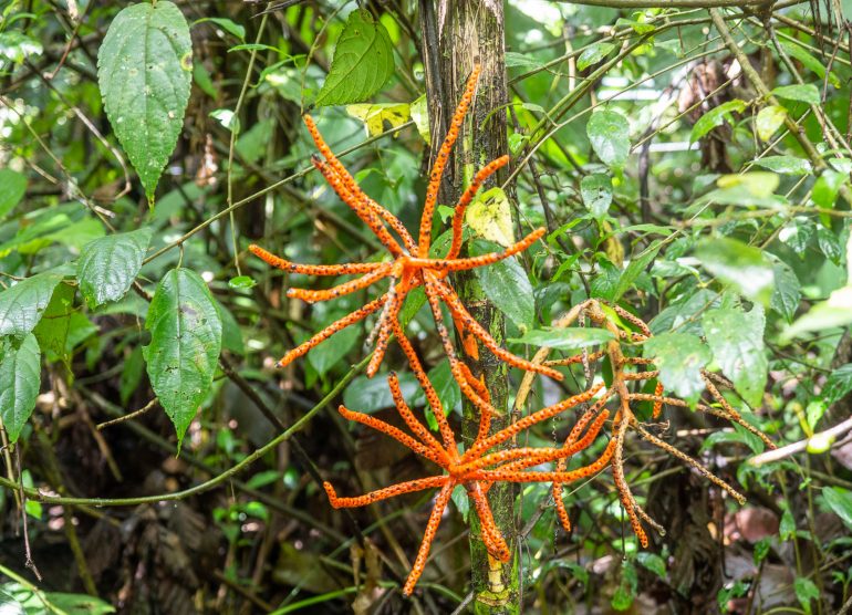 Mistico Arenal Costa Rica