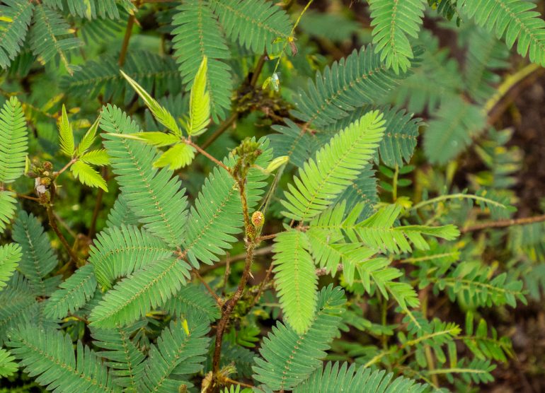 Costa Rica sademetsä