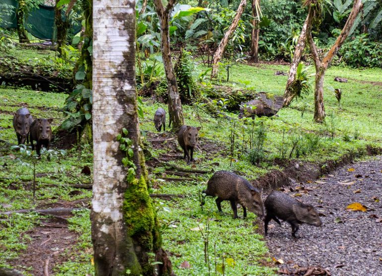 Mistico Arenal Costa Rica
