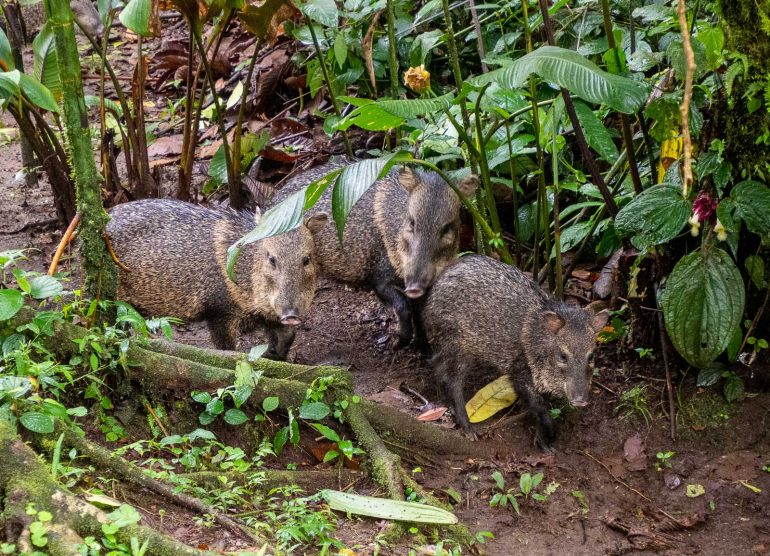 Mistico Arenal Costa Rica