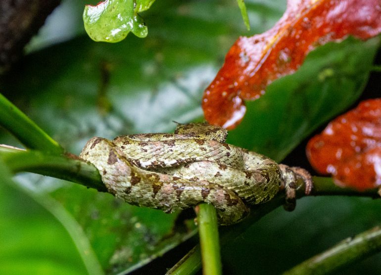 Mistico Arenal Costa Rica