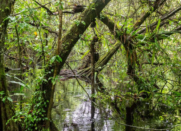 Zapadilla Bocas del Toro Panama