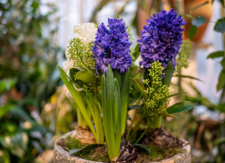 Hyasintteja Talvipuutarha