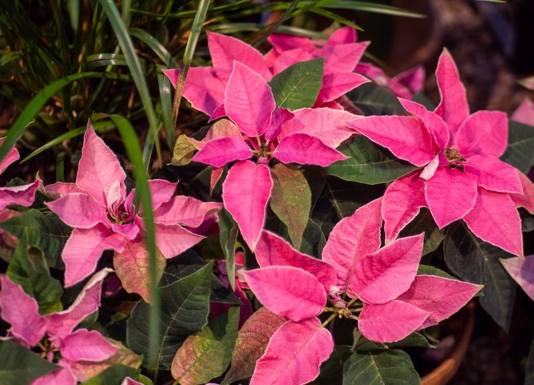Talvipuutarha joulutähti