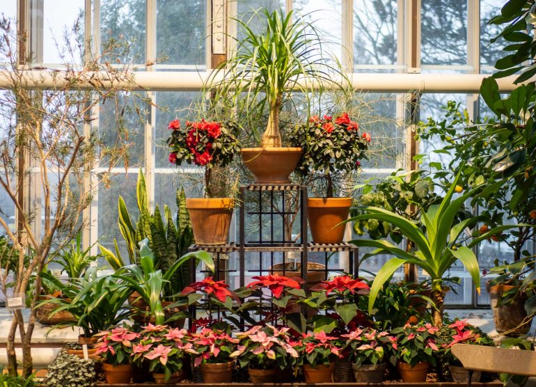 Talvipuutarhan joulu