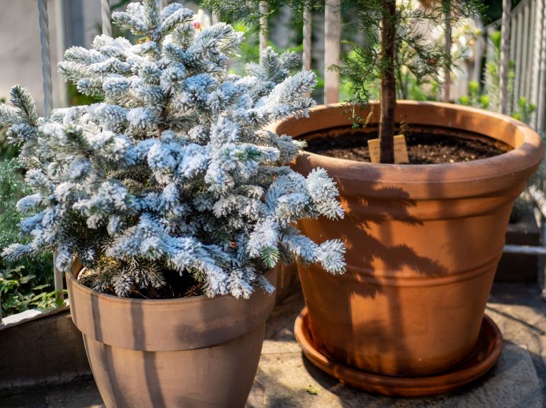 Talvipuutarhan joulu