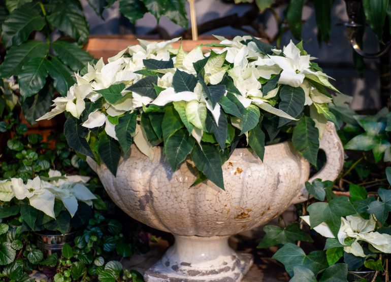 Talvipuutarha joulutähti