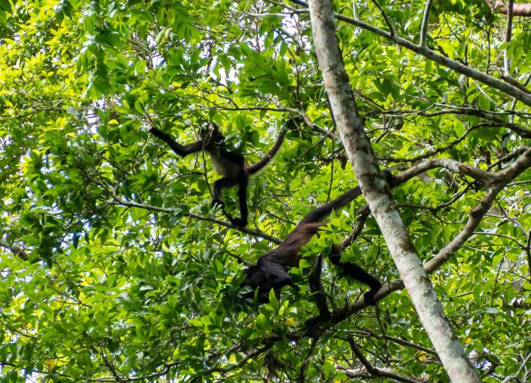 Mölyapinoita Tikalin mayaraunioilla