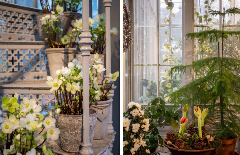 Talvipuutarhan joulu