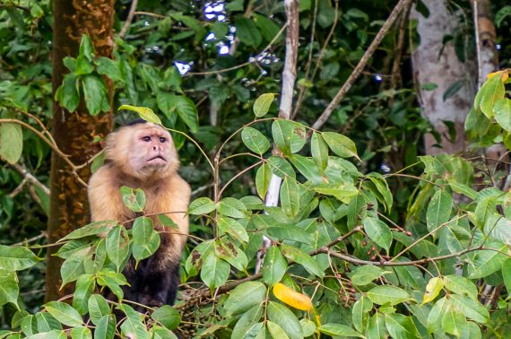 Panama eläimistö feature