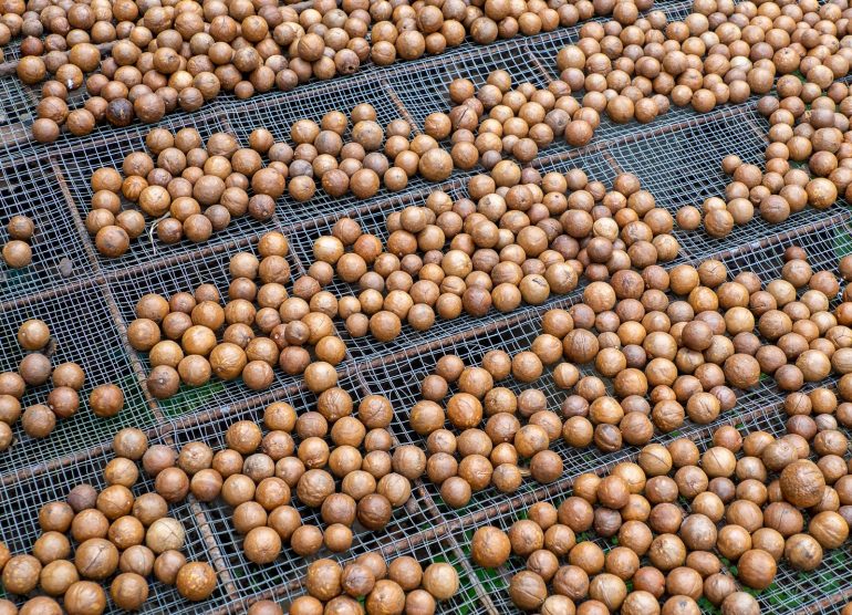 Makadamiaviljelmä Guatemala