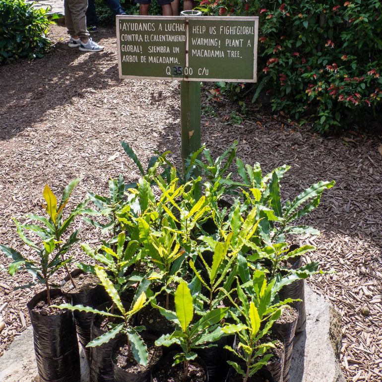 Makadamiaviljelmä Guatemala