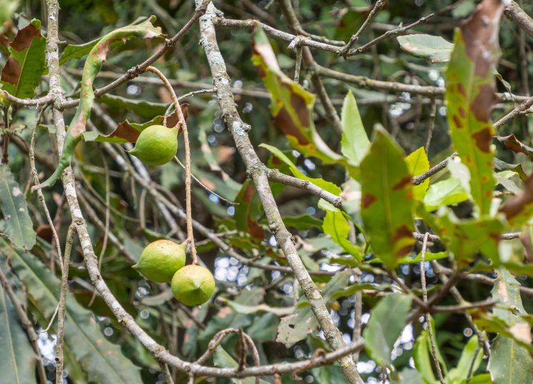 Makadamiaviljelmä Guatemala