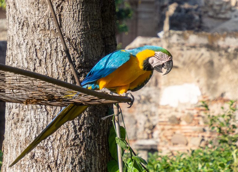 Casa Santo Domingo Antigua