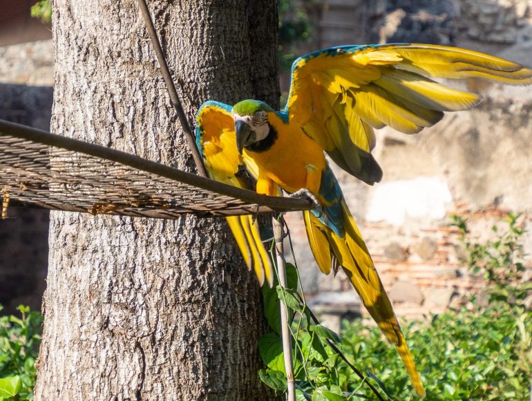 Casa Santo Domingo Antigua