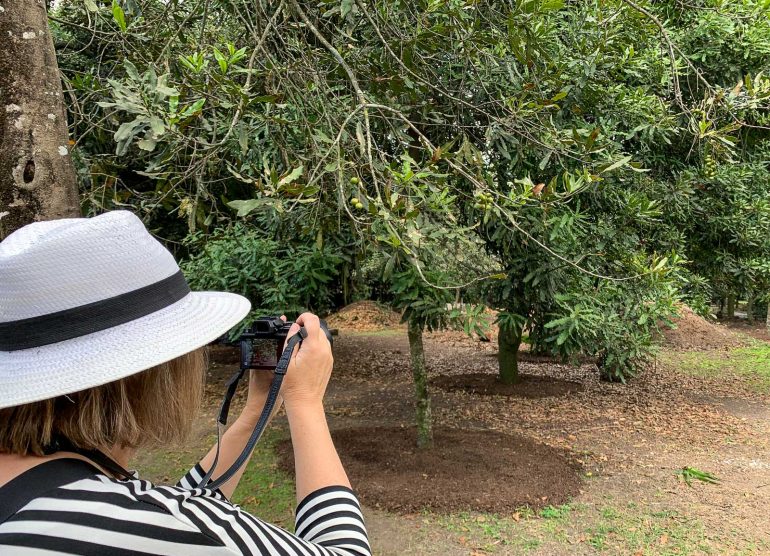 Makadamiaviljelmä Guatemala Unescon maailmaperintökohteet Antigua