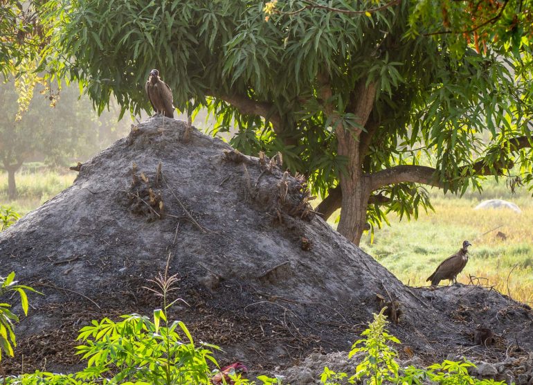 Linturetkellä Gambiassa