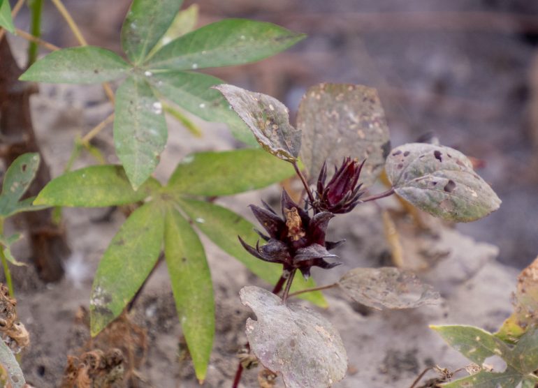 Linturetkellä Gambiassa