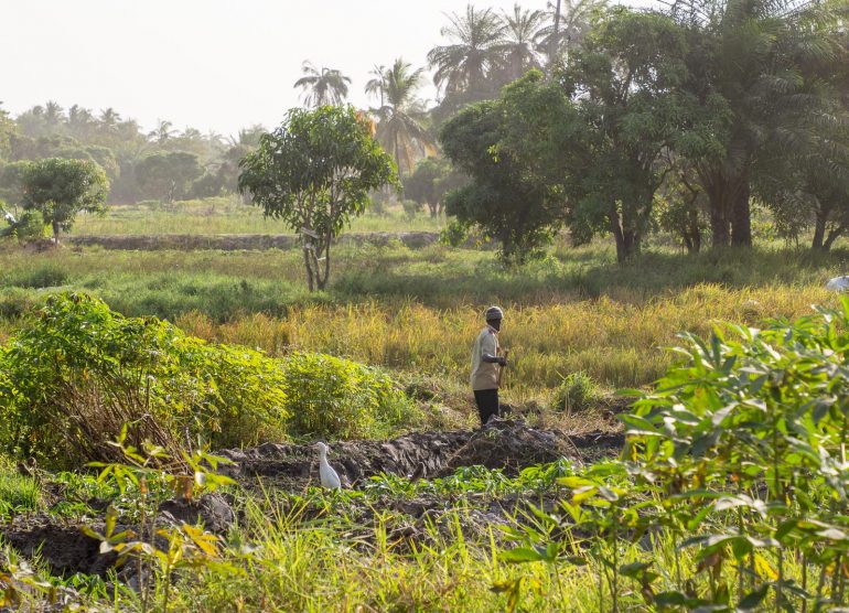 Linturetkellä Gambiassa