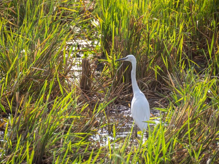 Linturetkellä Gambiassa