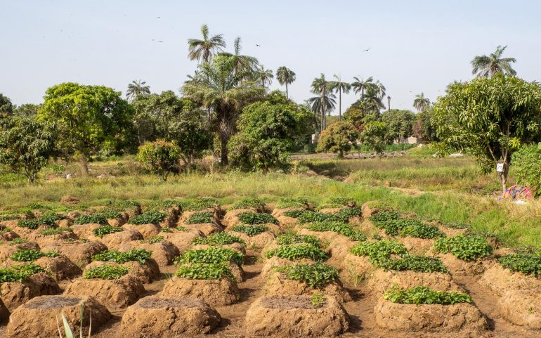 Tonbi riisipellot Gambia