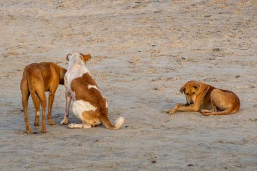 Gambia ranta feature