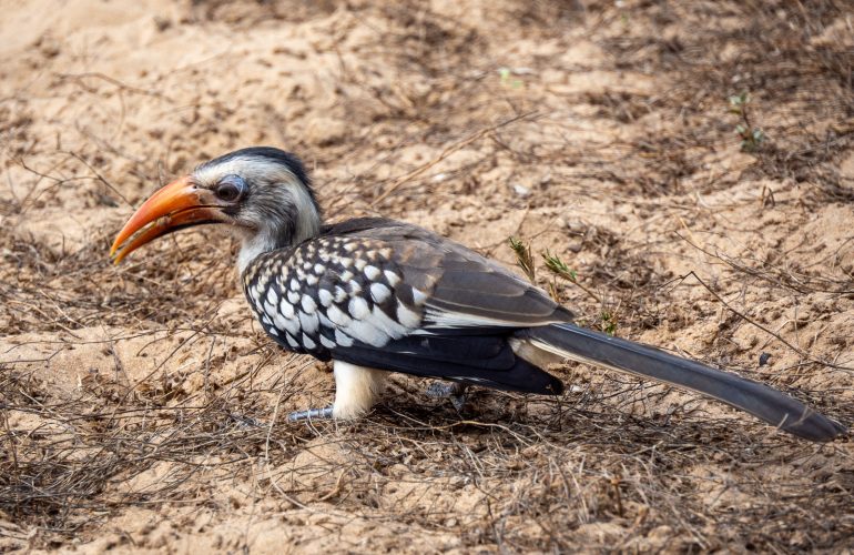 Gambia hotellilintuja