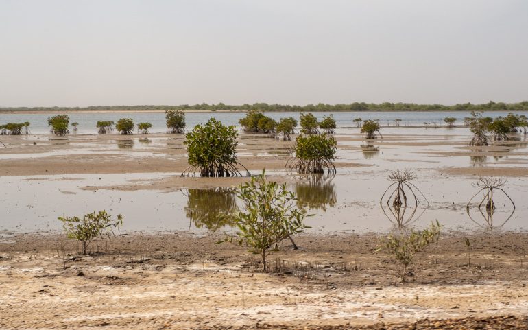 Mangrovea Senegal