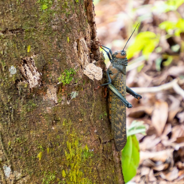 Lihava heinäsirkka Panama
