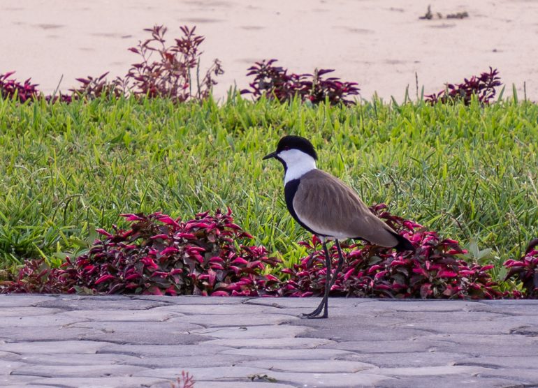Gambia hotellilintuja