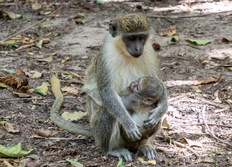 VIhermarakatti ja poikanen
