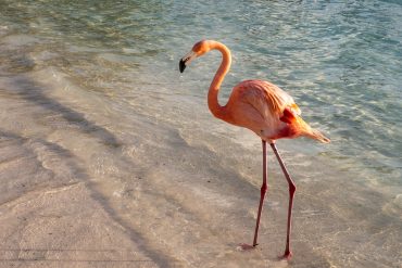 Aruba flamingo