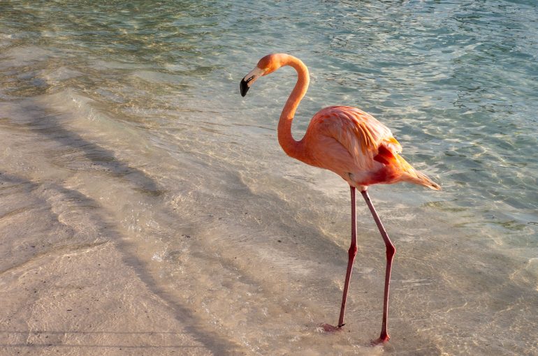 Aruba flamingo
