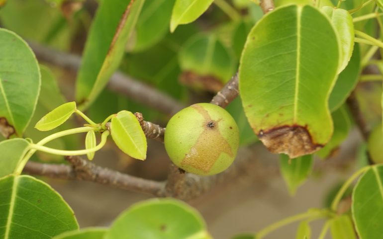 Manzanilla omena