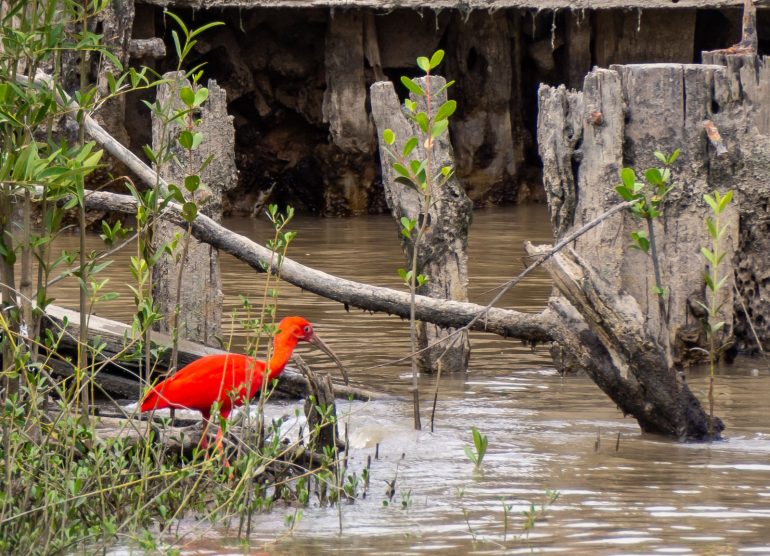 Scarlet Ibis Guyana