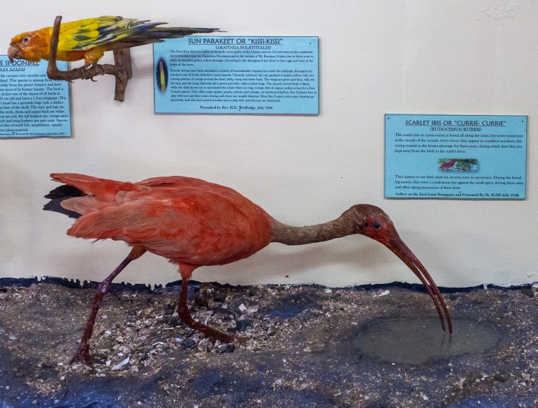 Scarlet Ibis Guyana museo