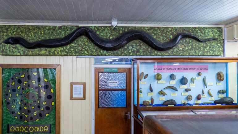 Anakonda Georgetown Guyana Guyanan oudot eläimet