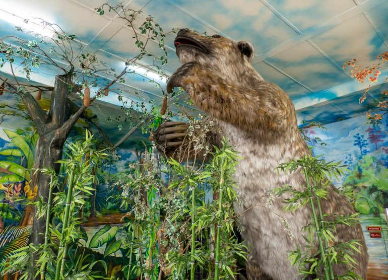 Jättiläislaiskiainen Guyana Guyanan oudot eläimet