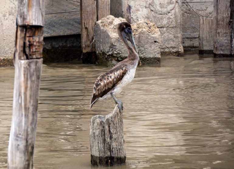 Stabroek Market Georgetown
