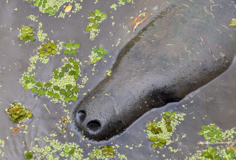 Manaatti Guyana Guyanan oudot eläimet