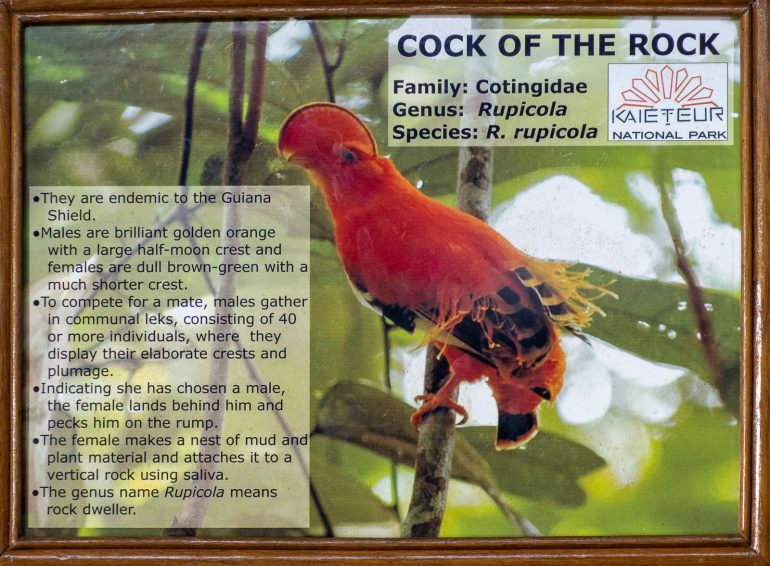 Cock of the Rock