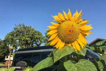 Paramaribo Bergendal