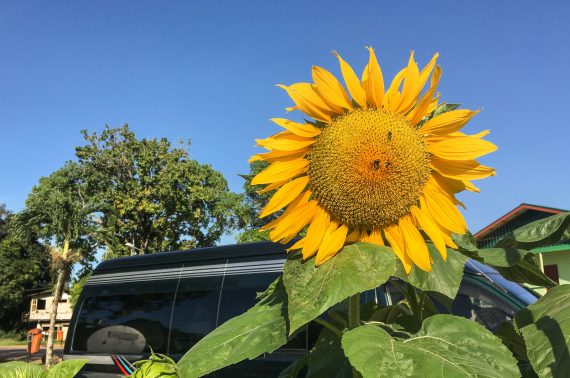 Paramaribo Bergendal