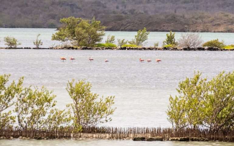 Suolaa ja flamingoja