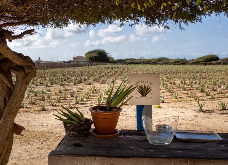 Aloe veera Aruba