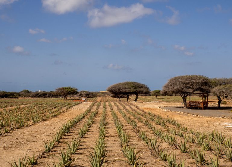 Aloe veera Aruba