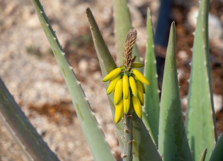 Aloe veera