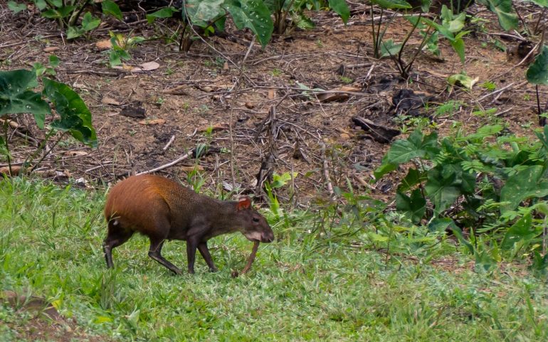 Bergendal historiallinen kävely