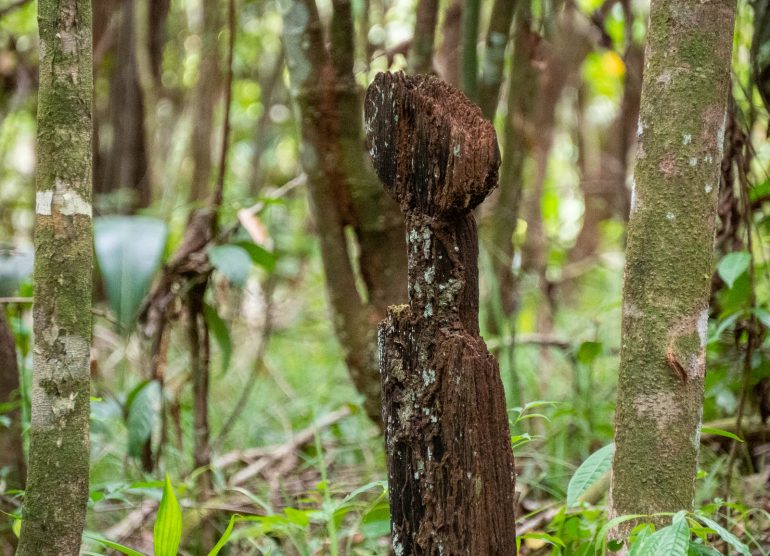 Bergendal historiallinen kävely