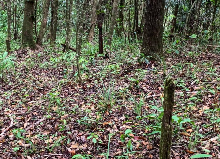 historiallinen kävely